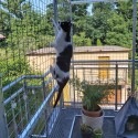 Cat enclosure Catio NatureLine (Klemp) Cat enclosure Catio NatureLine (Klemp)